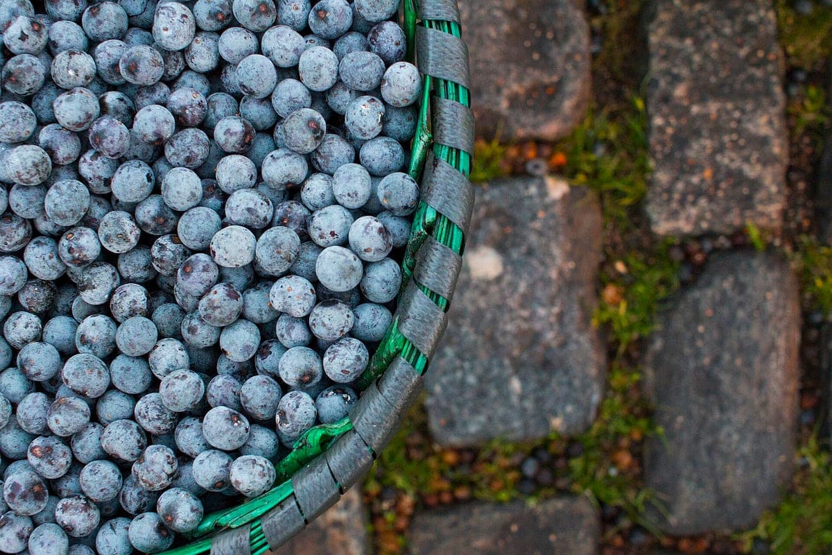 Açaí Engorda? O Que Pesa na Tigela e o Que Diz a Ciência