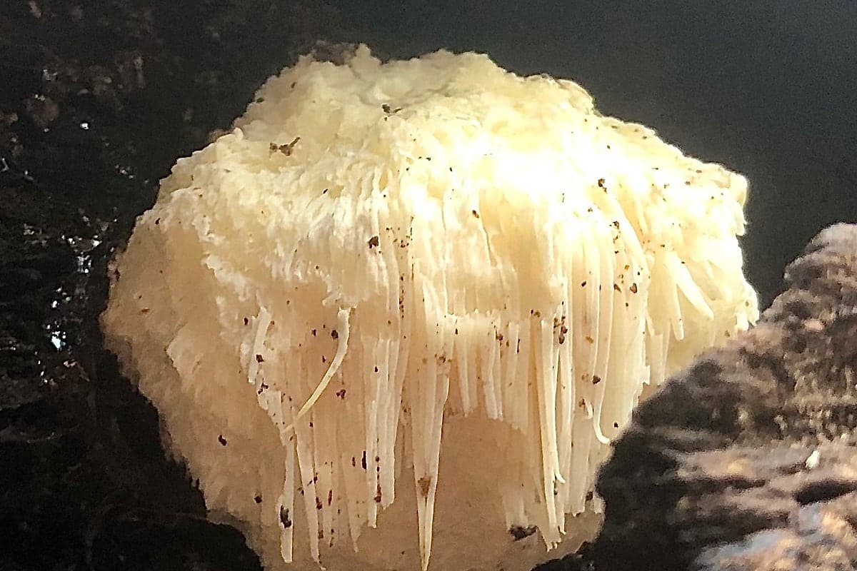 Cogumelos Funcionais: Lion's Mane, Reishi e Cordyceps Funcionam?