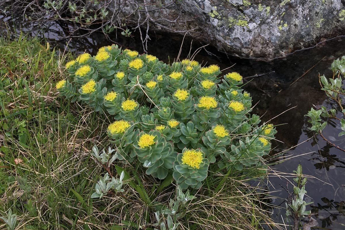 Rodiola (Rhodiola Rosea): Para Que Serve, Benefícios e Cuidados