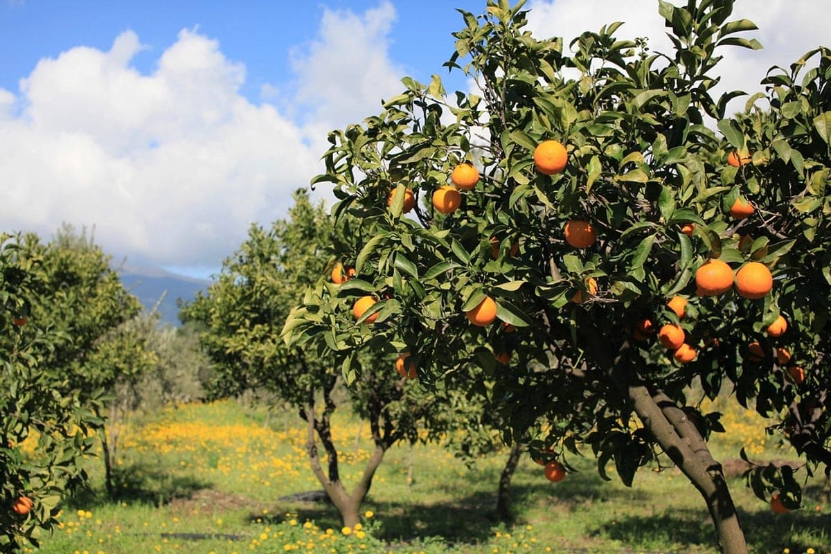 Vitamina C: Para Que Serve e Se Adianta Tomar Todo Dia