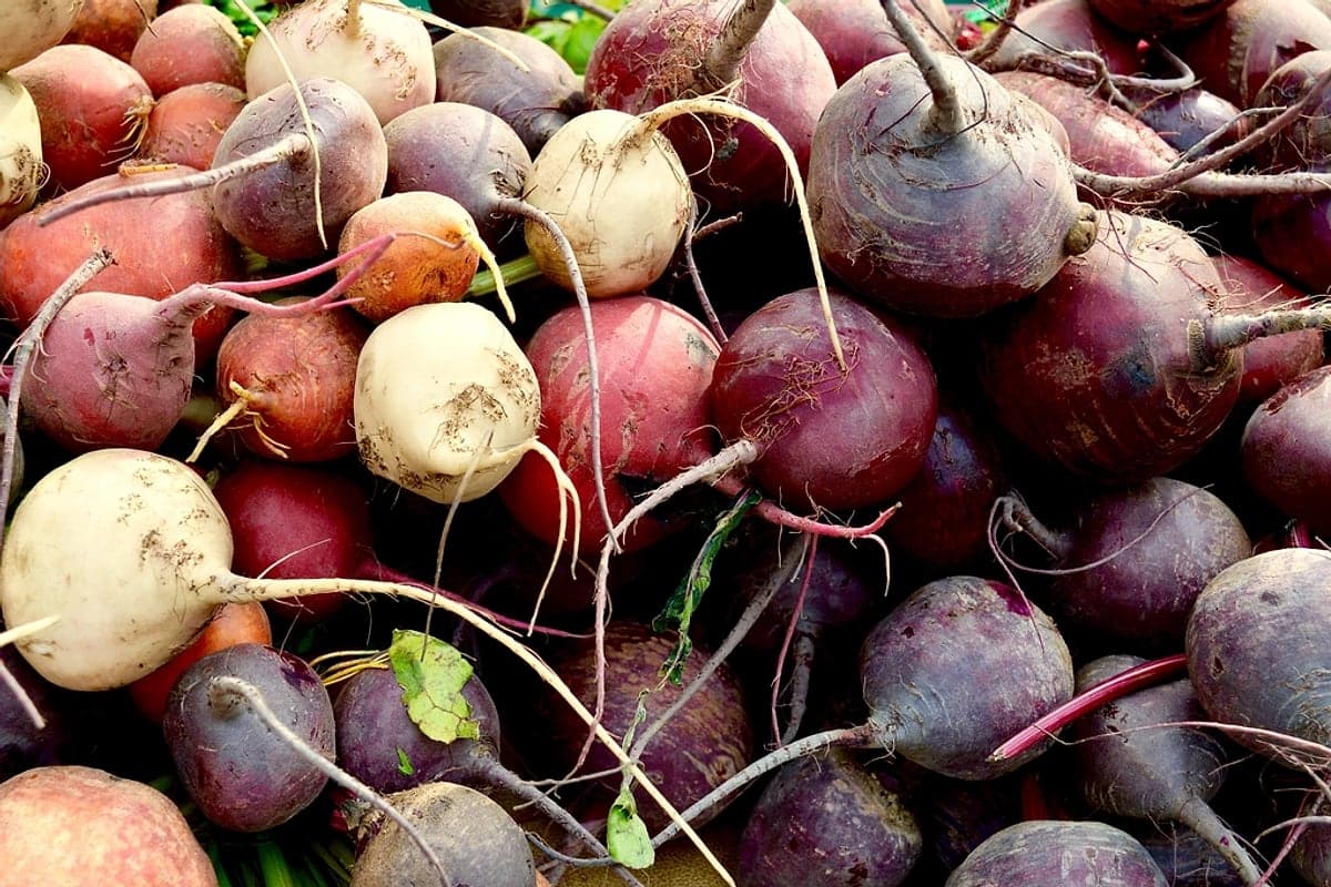 Beterraba e Desempenho Físico: o Vegetal Que Vira Recurso Ergogênico