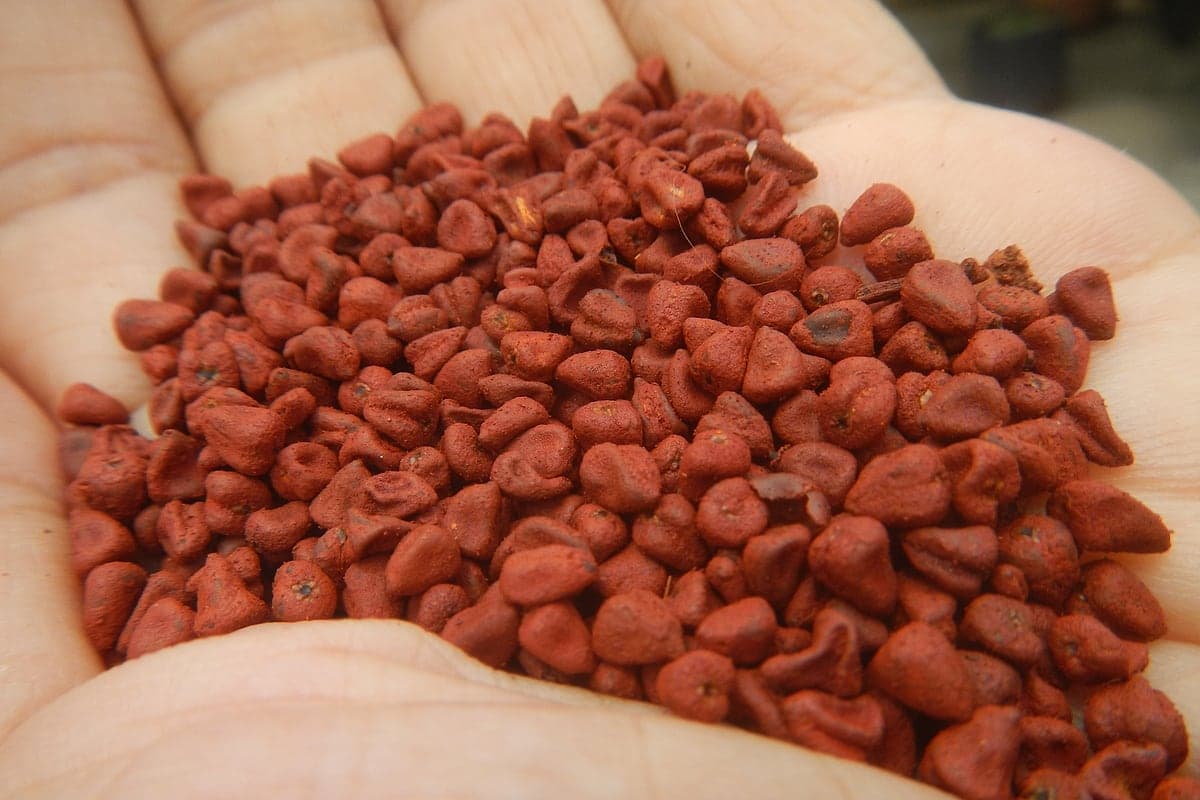 Colorau (Urucum): Benefícios, Para Que Serve e Como Identificar o Falso