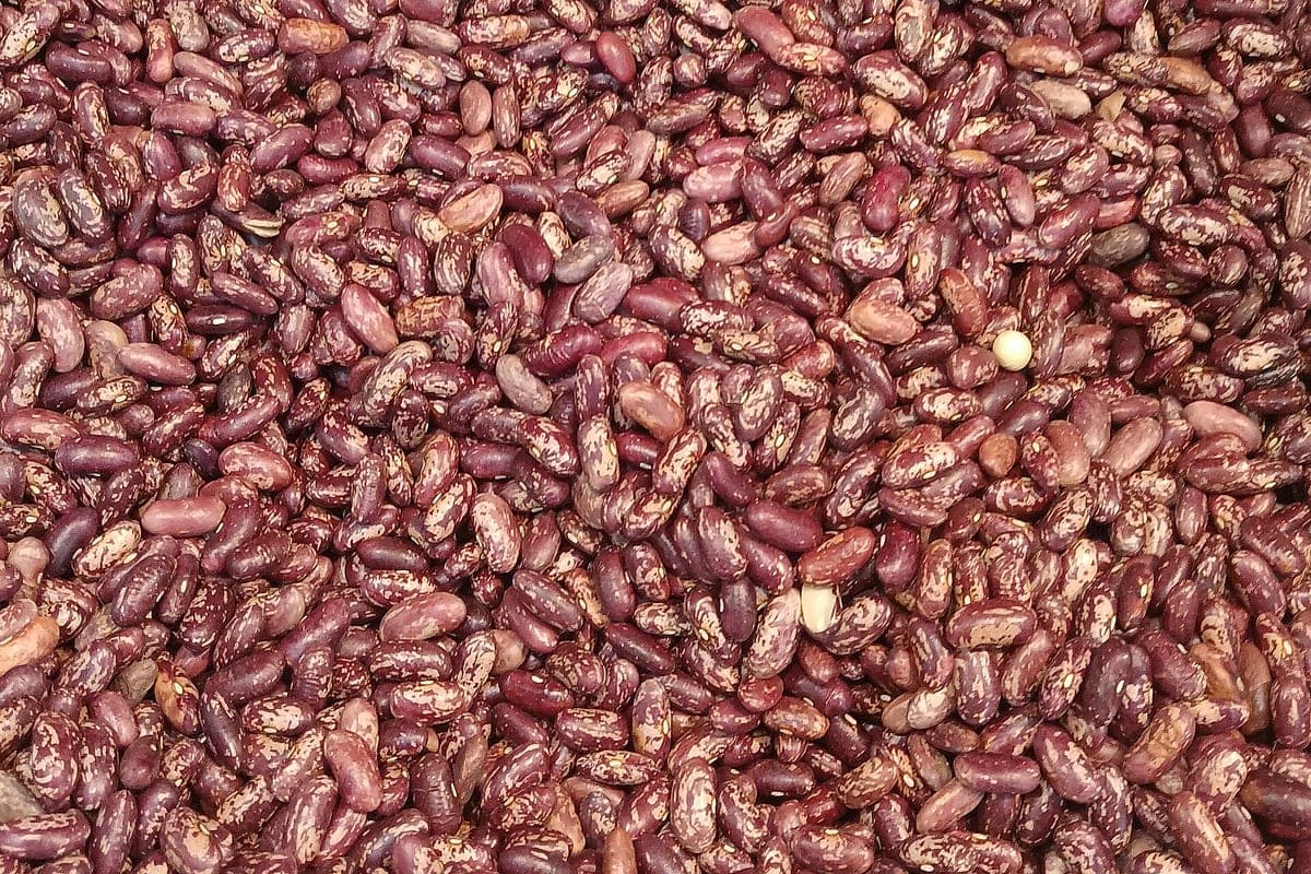 Feijão Faz Bem? O Que Leguminosas Fazem por Colesterol e Longevidade