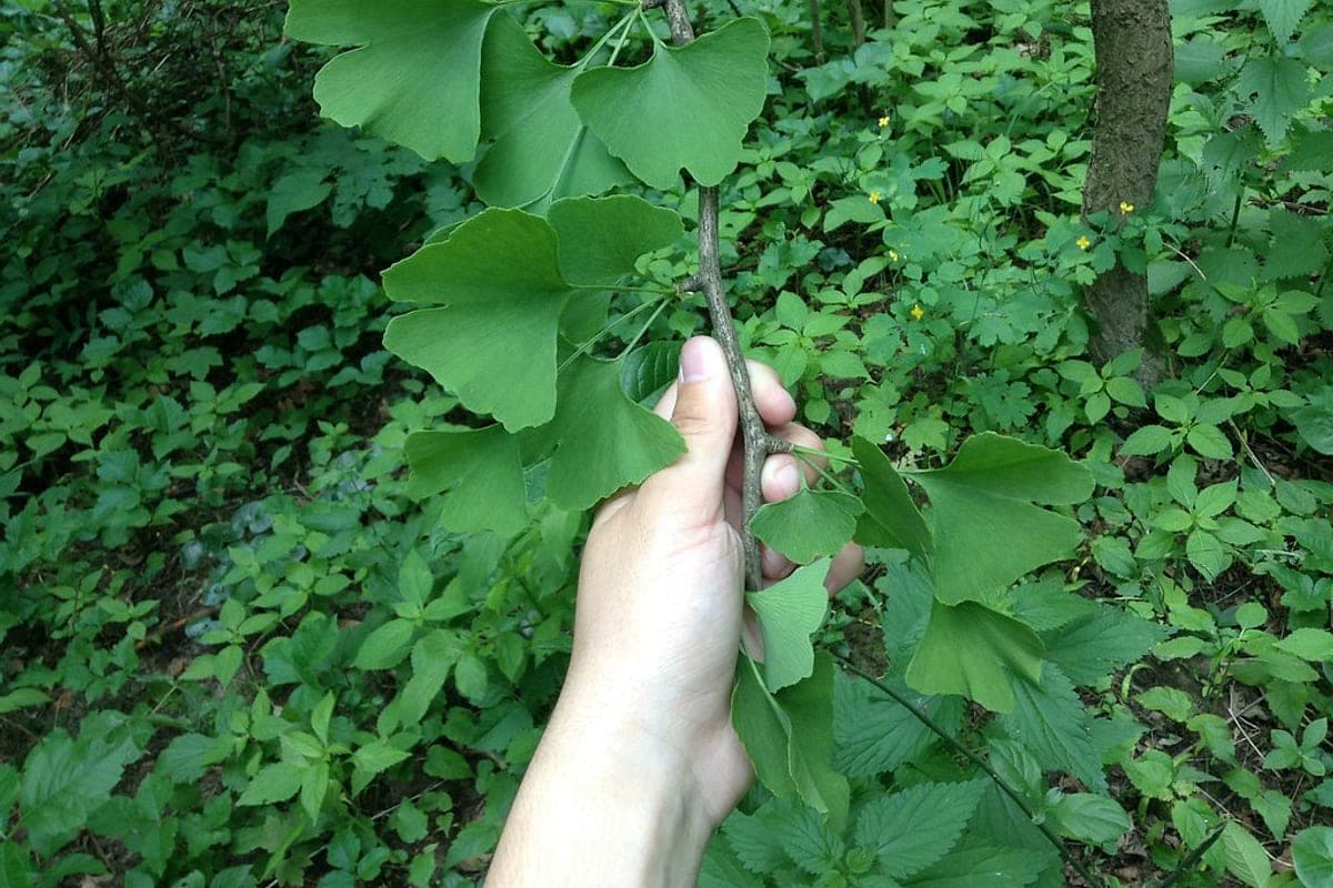 Ginkgo Biloba Funciona para Memória? O Que os Grandes Estudos Mostram